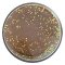 Berkley Powerbait Natural Glitter Trout Dough Fish Pellet Brown Glitter