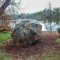Zebco Flecktarn Brolly