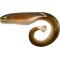 Black Cat Mega Curl Tail Eel