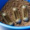 Preston Bait Up Window Feeder 50 g