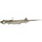 Quantum Pelagic Shad Set Pin arkansa shiner