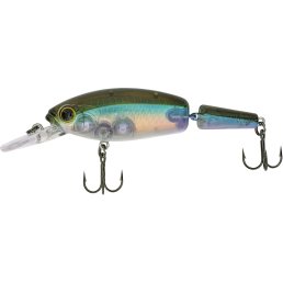 Quantum Jointed Minnow Real Shiner