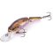 Quantum Jointed Minnow Sand Goby