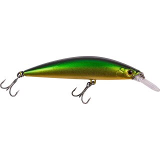 Tench