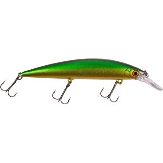 Tench