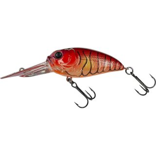 Mud Craw Orange Belly
