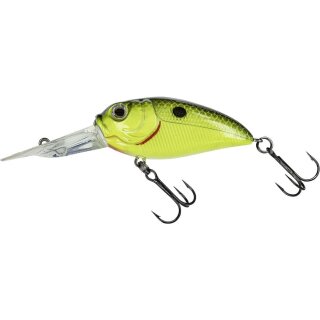Yellow Black Back
